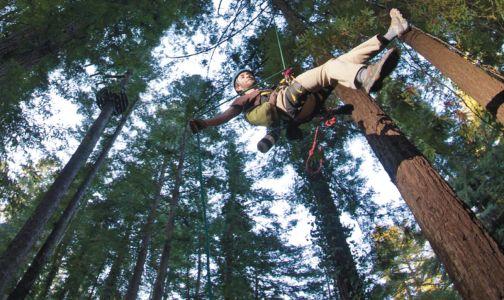 In a wide-angle view from the floor of a redwood forest, a man descends on rope