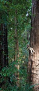 A small photo of a figure descending aside a large redwood trunk