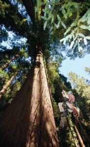In a wide-angle view from the floor of a redwood forest, a man is climbing a tall tree on a rope.