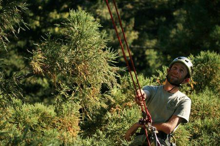 Amongst the redwood canopy, a bearded man wearing a helmet is attached to a rope. His gaze is directed towards where is rope is attached.